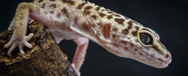 https://www.petplace.com/article/reptiles/general/media_1f7f00f632545369cb72cd7eadd0be3b35ee81693.jpeg?width=1200&format=pjpg&optimize=medium