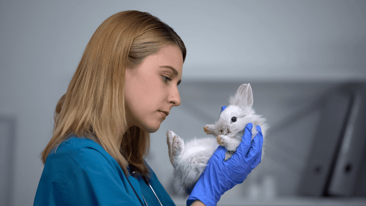 A veterinarian examines a rabbit for signs of gastric bloat.