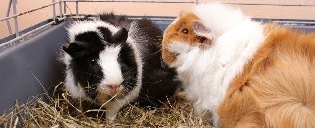 Guinea pig in heat hot sale behavior