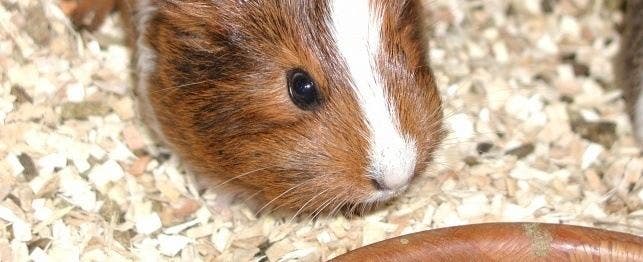 Guinea pig clearance lethargic not eating