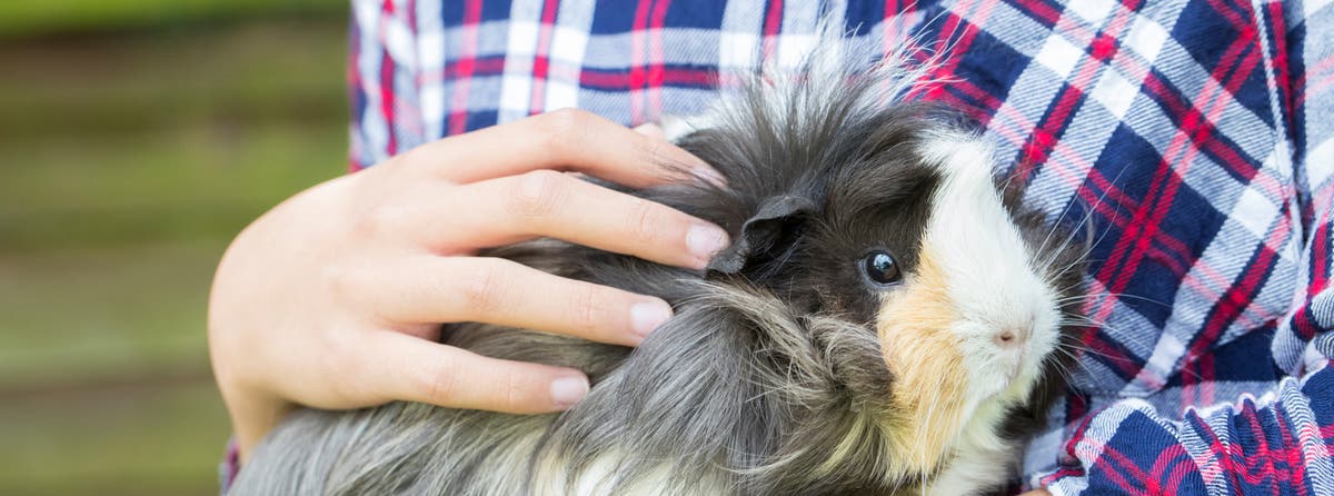 Guinea Pigs as Pets: Breeds, Behavior & Sounds