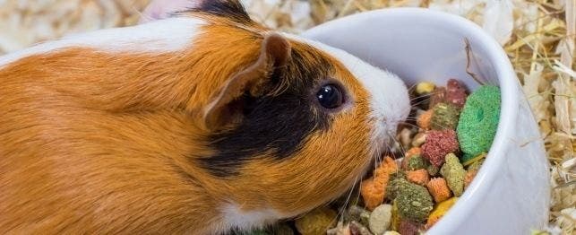 Can you feed guinea pig cheap food to rabbits