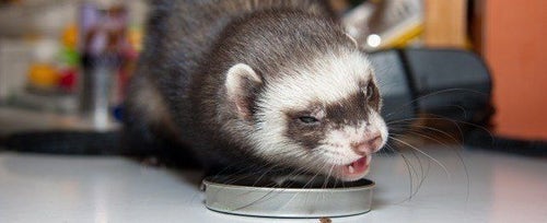 Fish oil outlet for ferrets