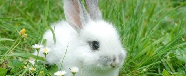 Dwarf bunnies for sale hotsell at petsmart