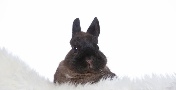 Black Polish rabbit on white blanket.