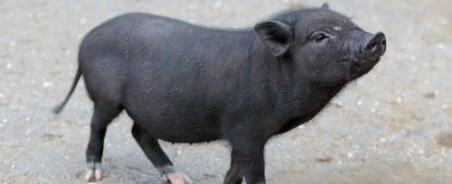 Free 2024 potbelly pigs