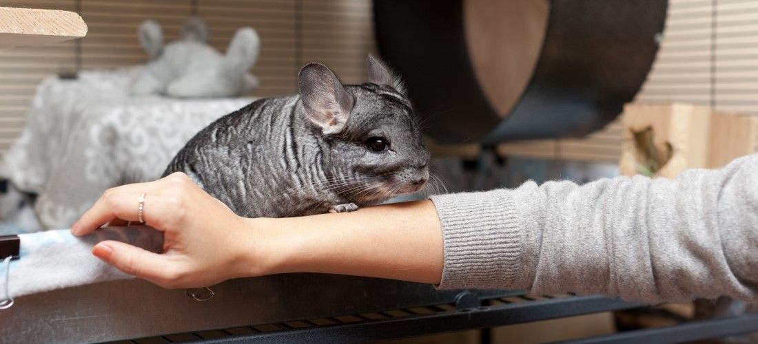 Pets 2024 101 chinchilla