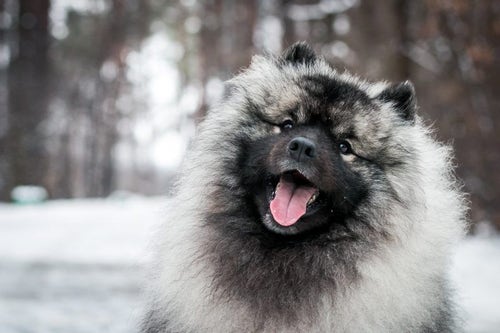 Keeshond best sale breed info