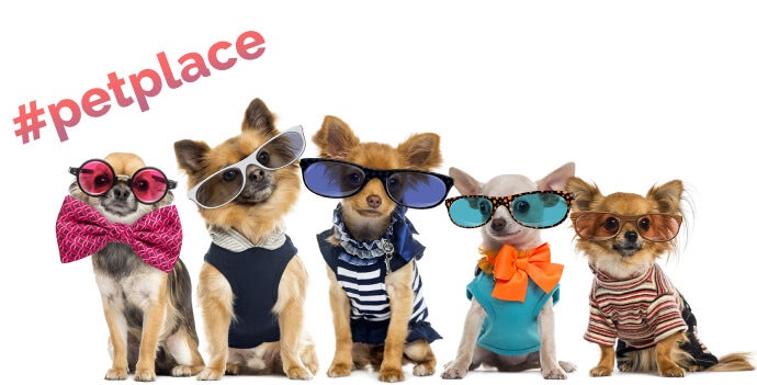 A line up of chihuahuas in sunglasses