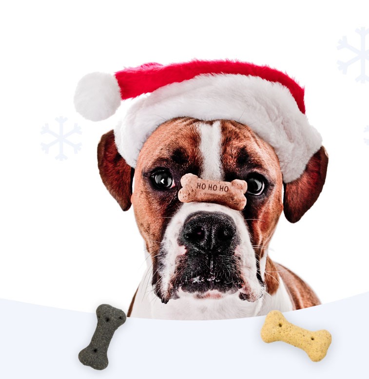 Holiday Treats For Dogs   Media 1357c3002b24725e548314534b5bf56e9415c6d37 