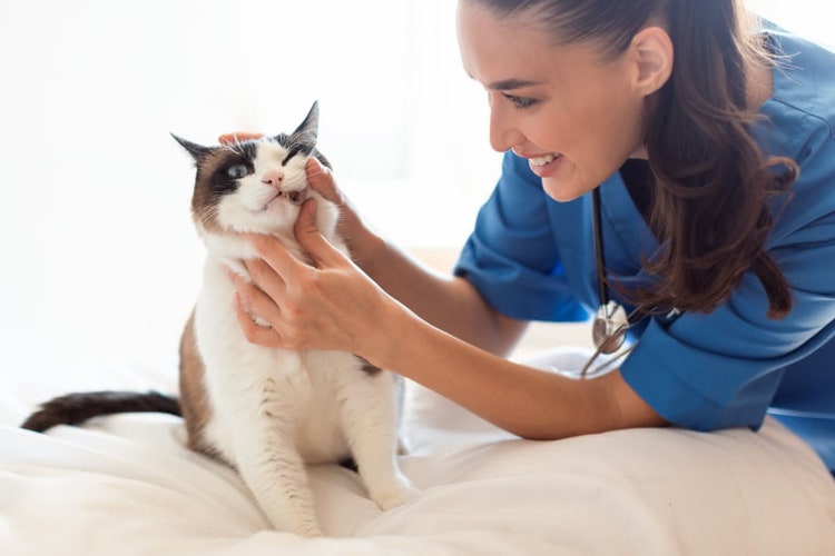 A vet pets a cute cat.