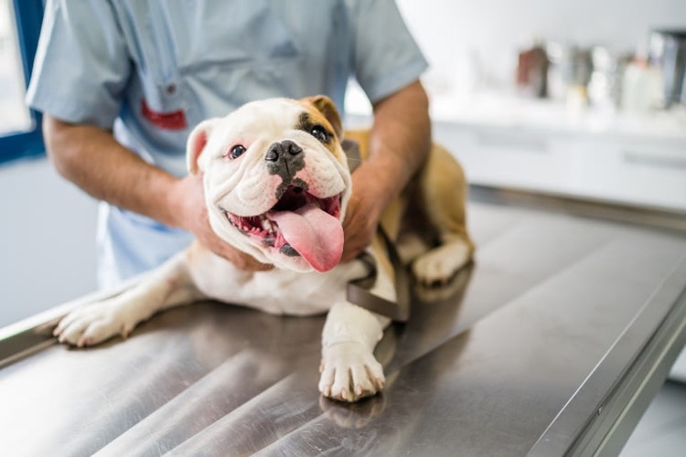 A bulldog getting a vet exam.